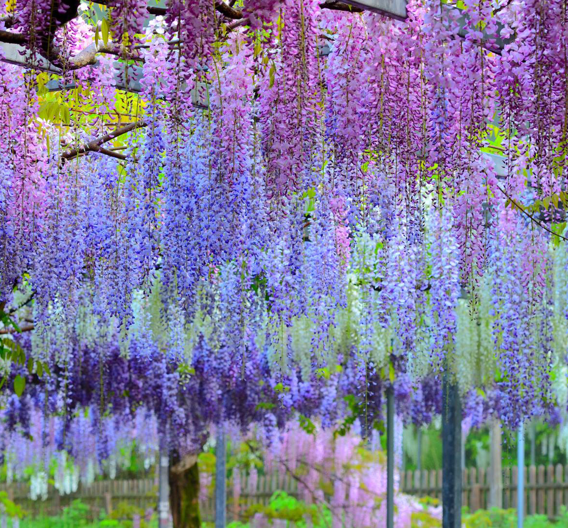 九州南北全覽神秘紫藤9日 九州南北全覽神秘紫藤9日