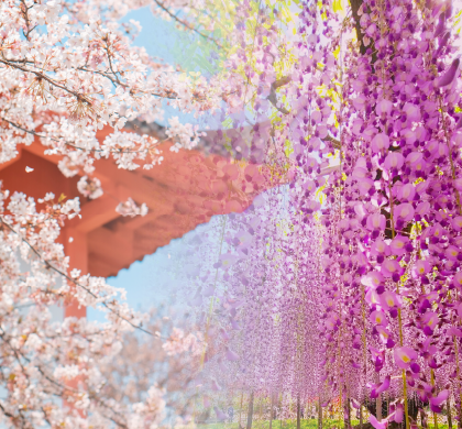 九州南北全覽賞櫻或紫藤