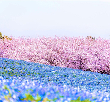 三鐵道觀光列車 暢遊九州7日 三鐵道觀光列車 暢遊九州7日