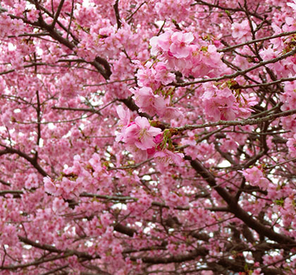 伊豆半島春季賞櫻與鐵道6日