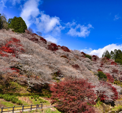 一趟玩遍秋日名景!東京.名古屋.伊豆 賞楓7日遊 一趟玩遍秋日名景!東京.名古屋.伊豆 賞楓7日遊
