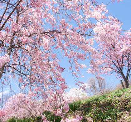 秩父×佐渡×小東北 賞櫻巡禮7日